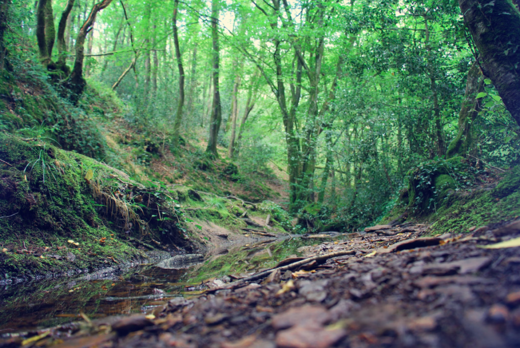 la forêt de brocéliande