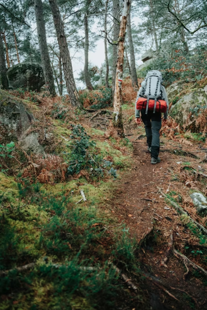 la forêt de fontainebleau